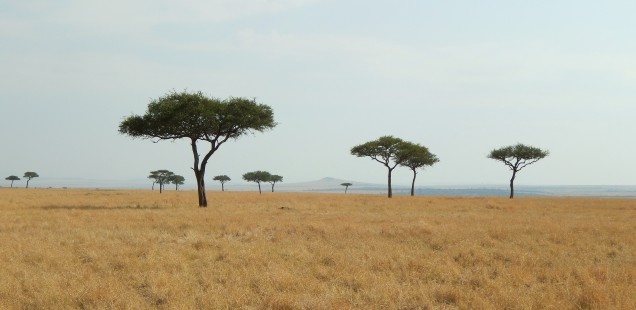 AFRICA, PT. 3 – Just Call Me Serengeti Jones